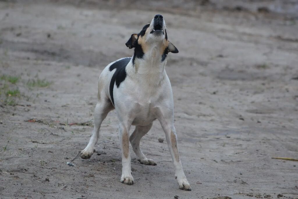 perro-protegiendo-territorio por que los perros aullan