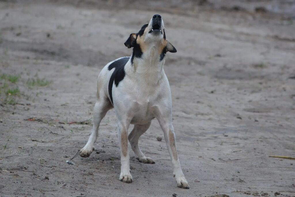 por que los perros aullan