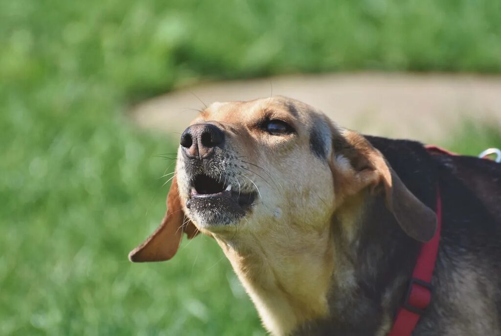 porque-mi-perro-aulla porque mi perro aulla