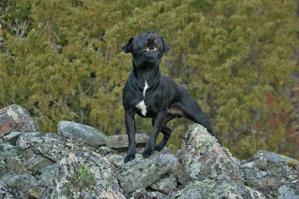 que hacer cuando un perro aúlla