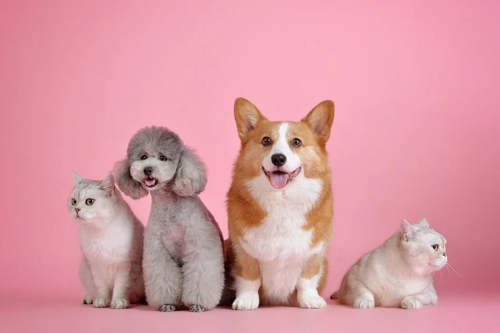 fotografiar-perros fotografiar perros