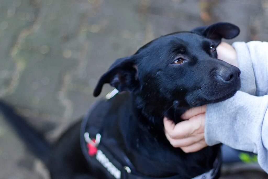perro-terapeutico perro terapeutico